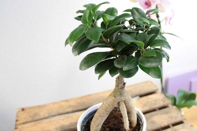 Ficus Ginseng não tolera correntes de ar