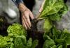 Berba salate: savjeti za zelenu salatu i salatu