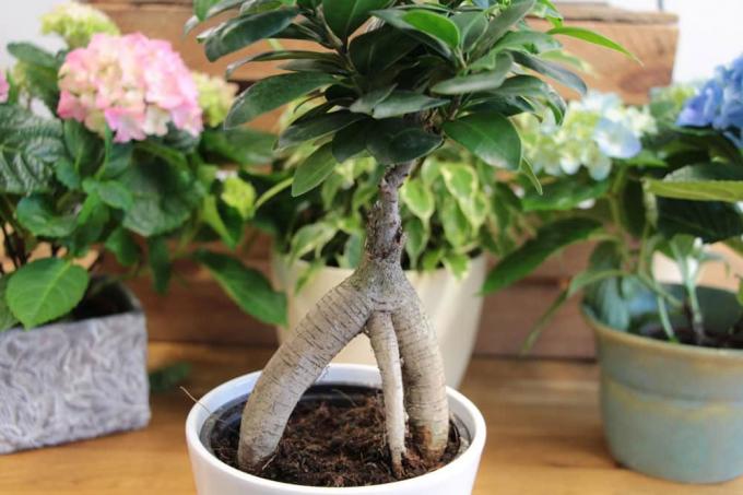 Ficus ženšen ako bonsai