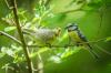 Nestvogels: broedzorg voor vogels, nestkrukken & Co.