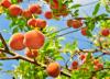 עץ אפרסק: הכל משתילה ועד גיזום