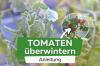 Overwintering tomato plants: this is how it works