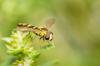 Hoverflies: 특성, 유형 및 Co.