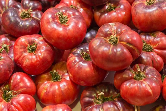 Tomato variety Black Crimea