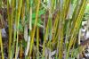 Bambu muriel, Fargesia murielae