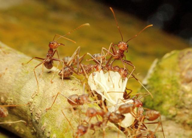Faraonski mravi u krupnom planu