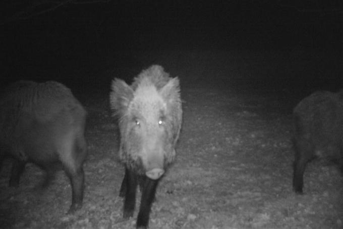 Babi hutan di kamera game