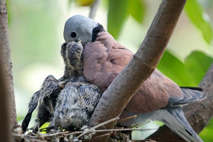 터키 비둘기가 새끼에게 먹이를 준다
