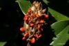 Magnolian lisääminen siemenillä ja pistokkailla: ohjeet