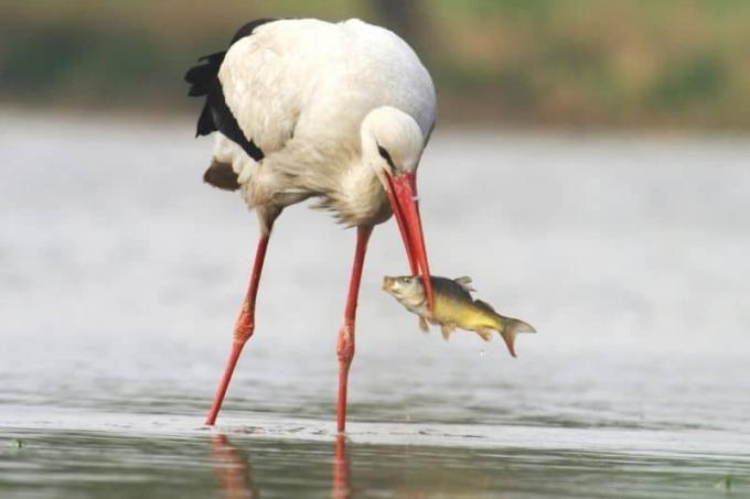 Stork eats fish out of water