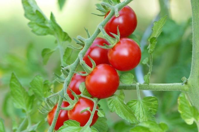 Varietas tomat 'Philovita'