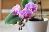 Leikkaa orkideoiden juuret