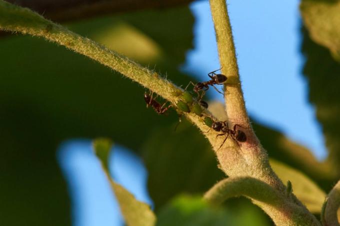 fourmis des arbres fruitiers