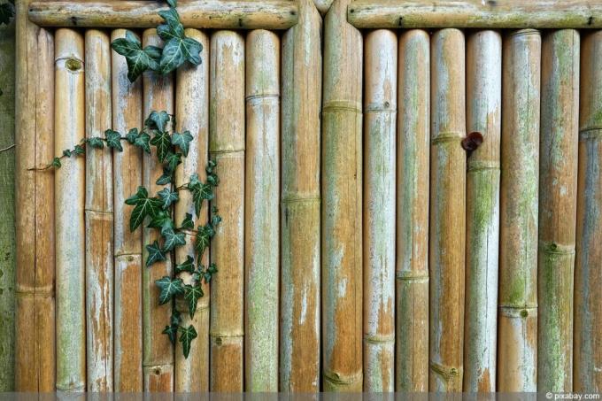 Tavole di bambù per terrazze (Bambusoideae)