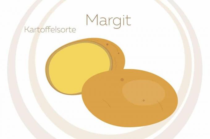 Potato variety Margit