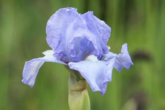 Vidutinio aukščio barzdotas vilkdalgis „Bel Azur“ (Iris barbata-media)