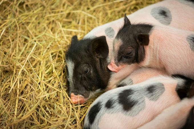 Mini porcos dormindo no feno
