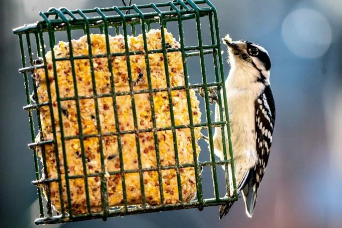 Φτιάξτε τη δική σας λιπαρή τροφή για τα πουλιά