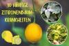 10 yleistä sitruunapuutautia kuvalla