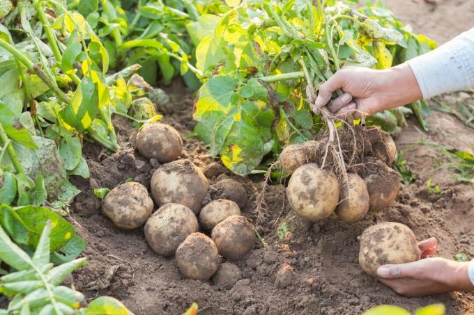 harvest of potatoes