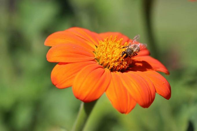 Mexická slnečnica s jasnou oranžovou farbou kvetov