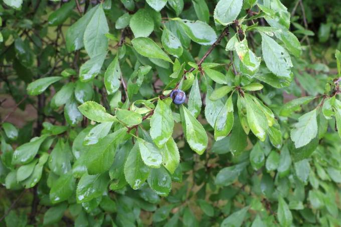 Juodoji dyglė - Juodoji erškėtis - Prunus spinosa