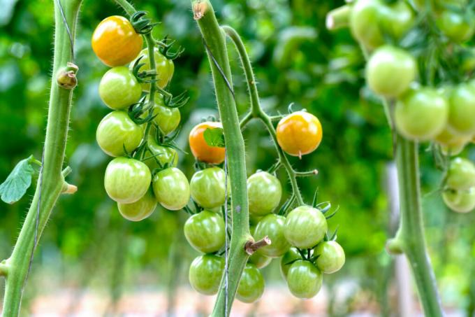 Zielone pomidory winogronowe na wiechy