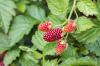 Loganberry: skötsel, ursprung & plantering