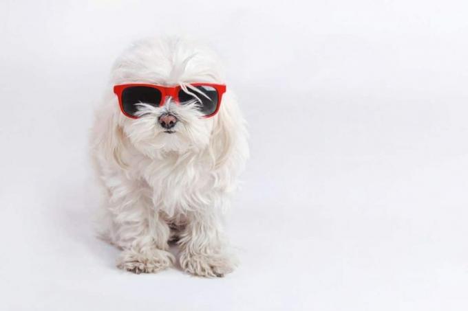 Біла собака в сонцезахисних окулярах має класне ім’я собаки
