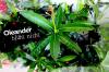 Oleander doesn't bloom: here's how to make it bloom again