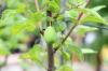 Абрикосове дерево, Prunus armeniaca: Догляд за абрикосом від А до Я