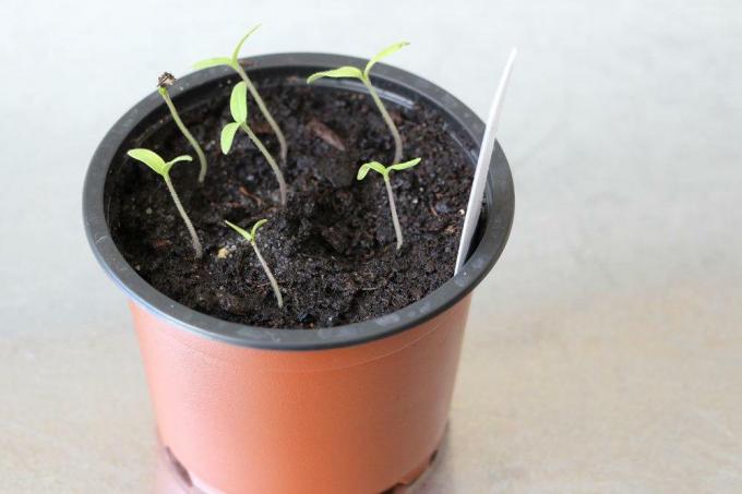 små tomatplanter vokser op