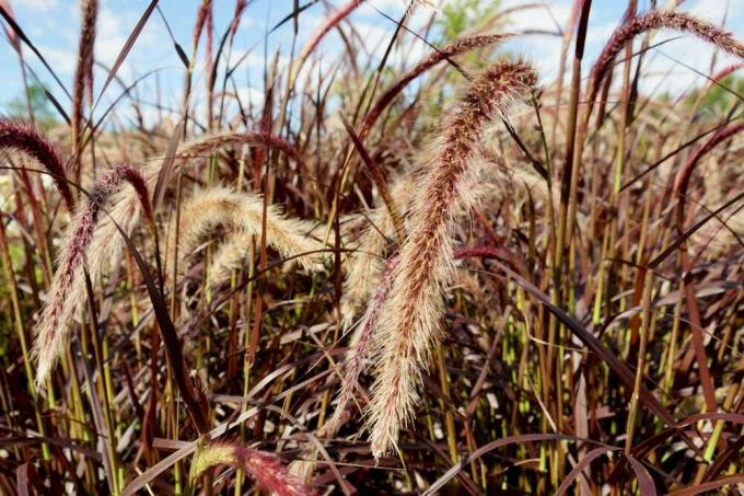 ბუმბულის ბალახის ბალახი - Pennisetum Grass