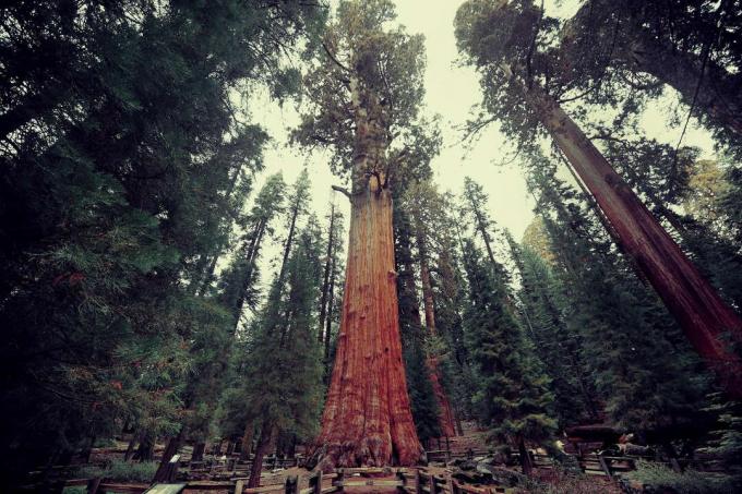 Sherman Tree tábornok óriási sequoia