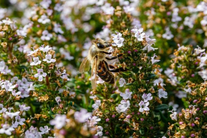 Včela na kvetoch tymiánu