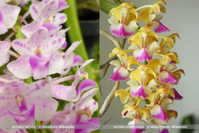 Specii de orhidee, Aeride