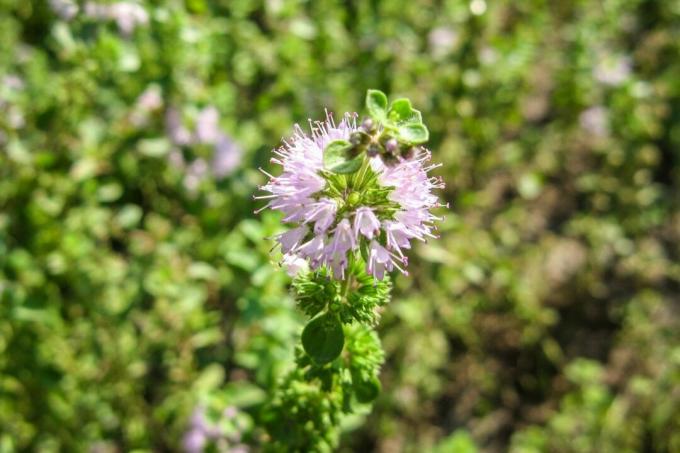 Pennyroyal with flowers in the sun