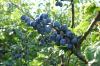 15 שיחים, משוכות ועצים עם פירות יער שחורים
