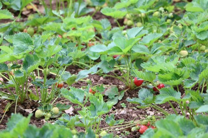 Plants de fraises dans le lit de jardin