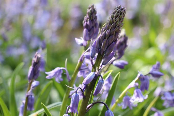 Hare bells, Hyacinthoides