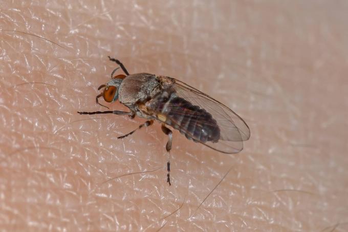 Svart fluga (Simuliidae) sitter på huden