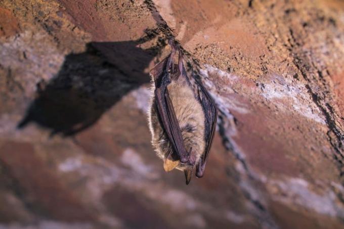 עטלף מצויץ (Myotis nattereri)