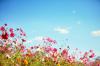 Sommarblommor: de 10 vackraste för din trädgård