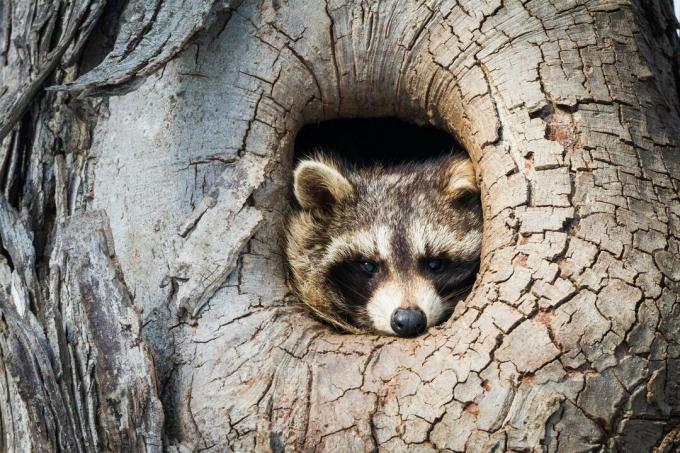 Raccoon sits in tree hole