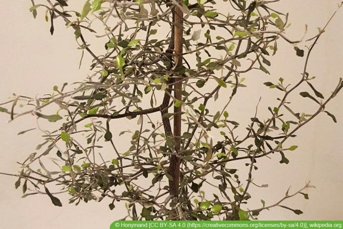 Arbuste en zigzag - Corokia cotoneaster