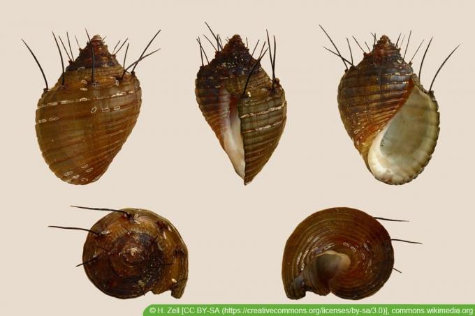 Tower snails - Thiara cancellata