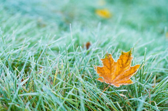 芝生の防寒と越冬: 専門家からのヒント