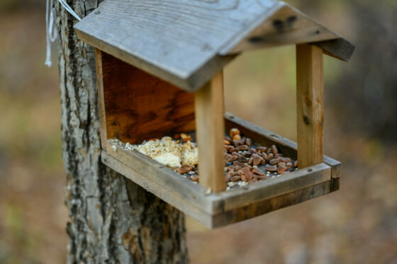 Cleaning the Birdhouse: When & How to Clean Bird Feeders