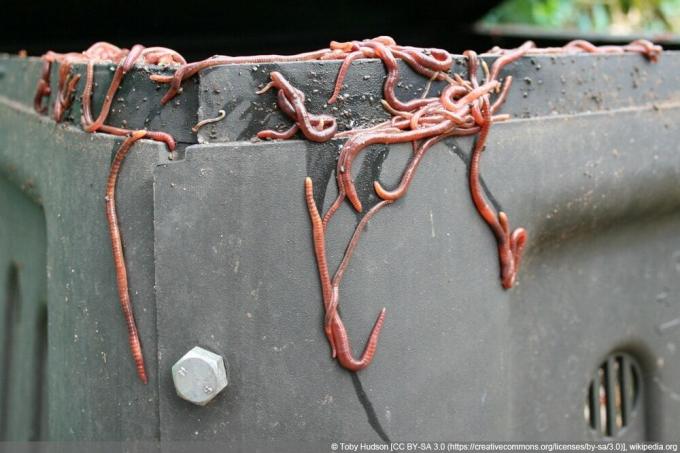 Compost Worms - Eisenia fetida