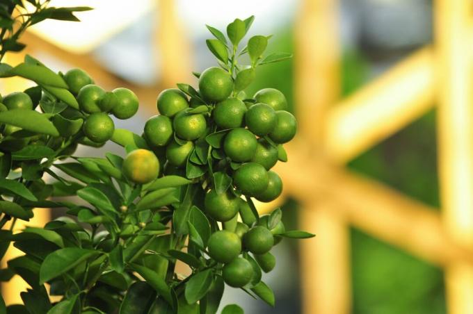 Grønne limefrugter på en gren